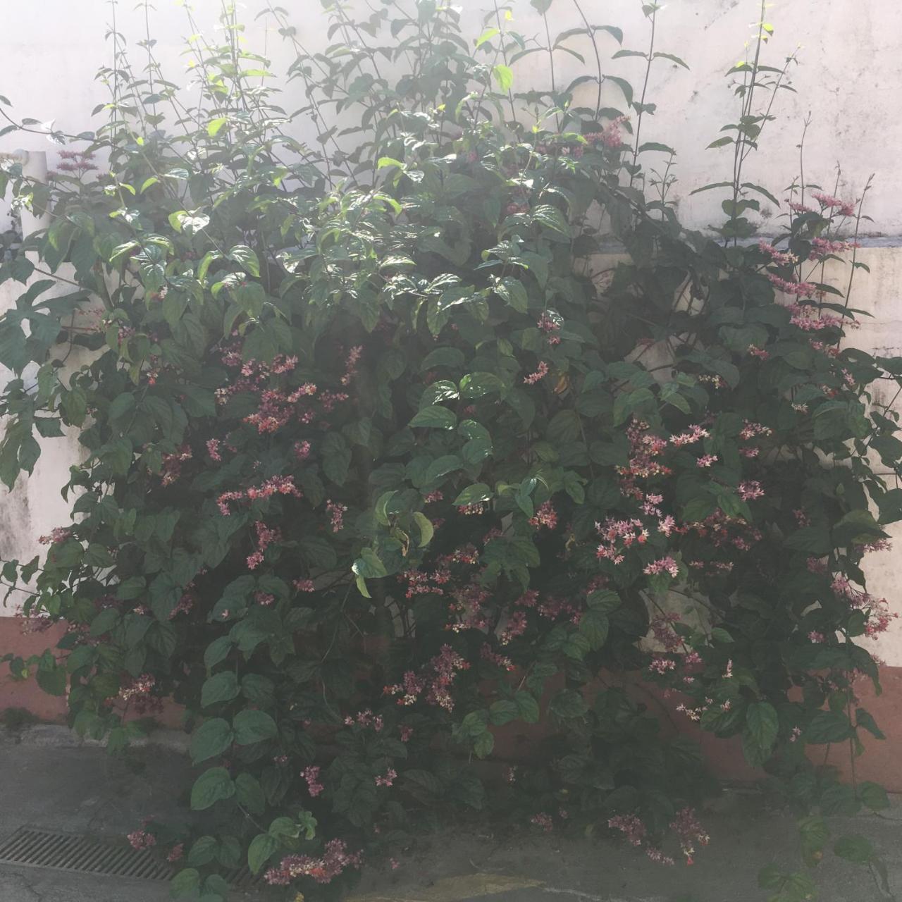 Pousada Bertioga Ngoại thất bức ảnh